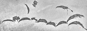 Giardia (Lamblia) intestinalis Giardia (Lamblia) intestinalis
